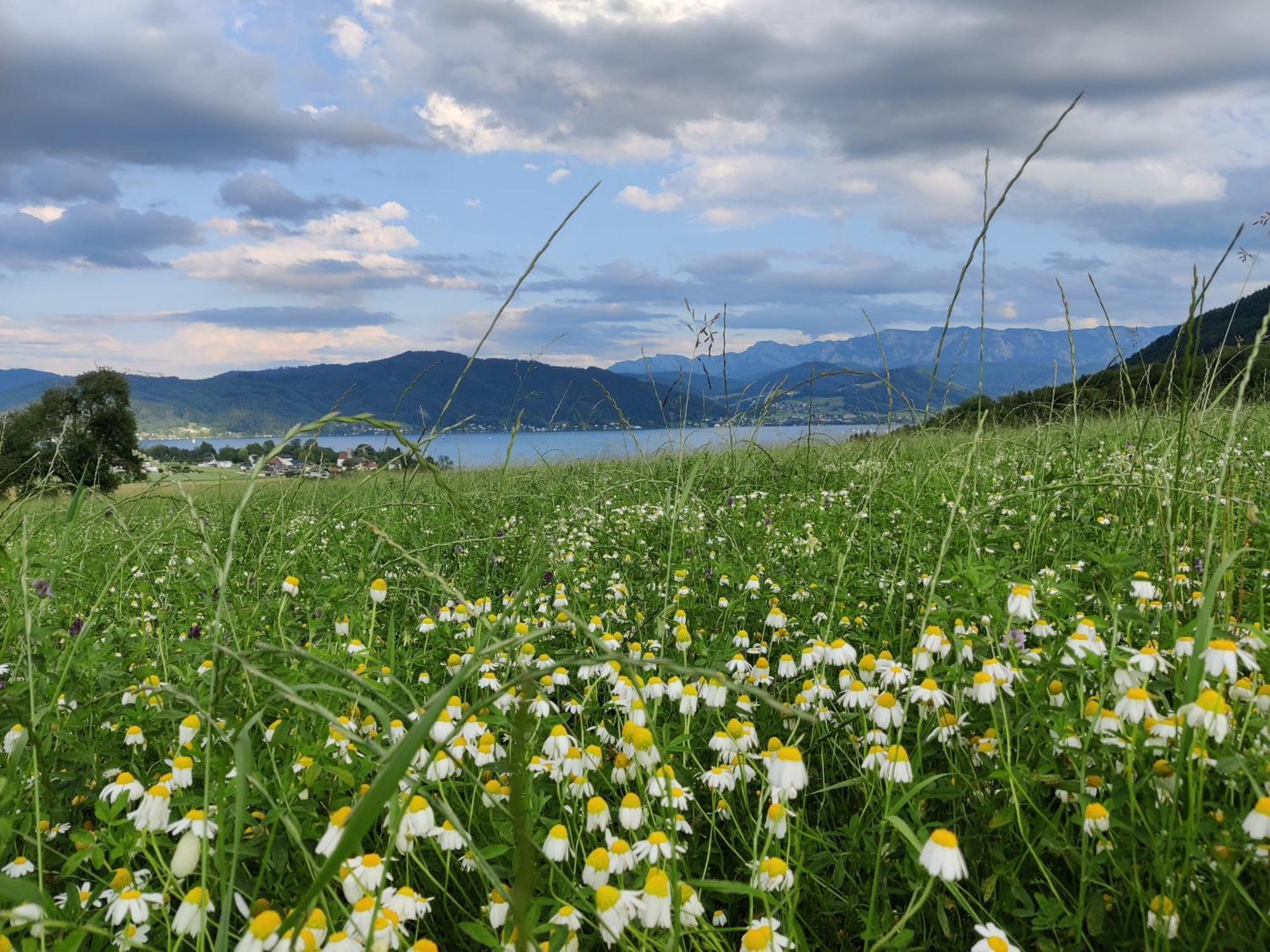 Pension Holzapfel Sankt Georgen im Attergau Eksteriør bilde
